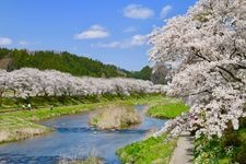 夏井千本桜の観光地画像(1)