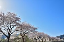 Tourist destination images of Natsui Senbonzakura (One Thousand Cherry Blossoms of Natsui)(1)