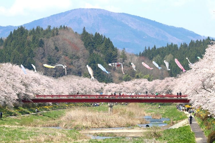 Tourist destination images of Natsui Senbonzakura (One Thousand Cherry Blossoms of Natsui)(2)