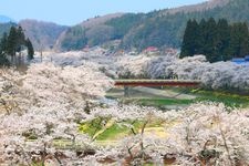 夏井千本桜の観光地画像(2)