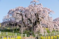 Tourist destination images of Miharu Takizakura (Weeping Cherry Tree)(2)