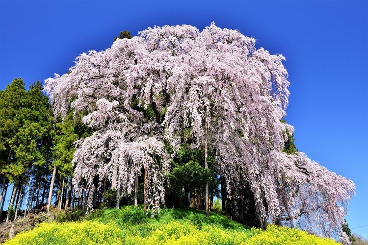 Kassenjo's Weeping Cherry Blossoms