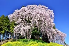 Tourist destination images of Kassenjo's Weeping Cherry Blossoms(1)