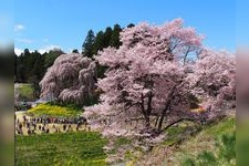 Tourist destination images of Kassenjo's Weeping Cherry Blossoms(2)