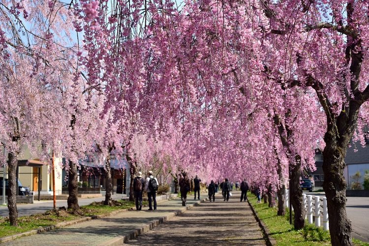 Nichu Line Weeping Cherry Blossom Avenue