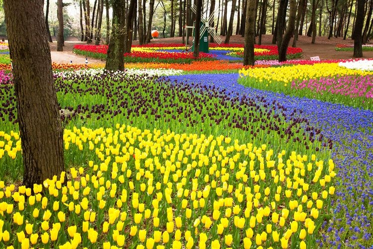 Hitachi Seaside Park