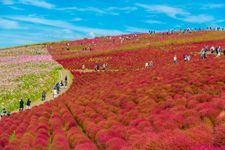 Tourist destination images of Hitachi Seaside Park(2)