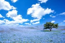 Tourist destination images of Hitachi Seaside Park(3)