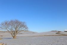 Tourist destination images of Hitachi Seaside Park(4)