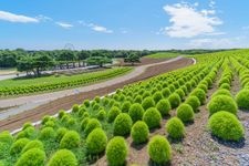 Tourist destination images of Hitachi Seaside Park(5)