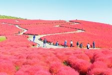 Tourist destination images of Hitachi Seaside Park(6)