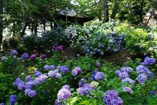 Tourist destination images of Amahiki Kannon (Rakuhou-ji Temple)(2)