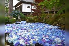 Tourist destination images of Amahiki Kannon (Rakuhou-ji Temple)(4)