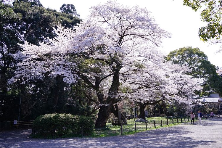 Tokiwa Shrine