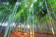 Tourist destination images of Kairakuen Garden(3)