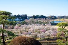 Tourist destination images of Kairakuen Garden(3)