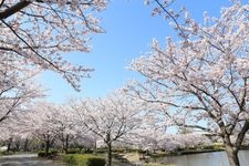 Tourist destination images of Kairakuen Garden(7)