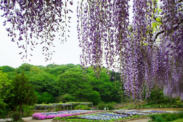 Ibaraki Flower Park