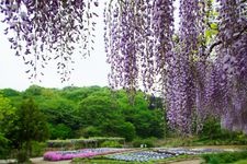Tourist destination images of Ibaraki Flower Park(1)