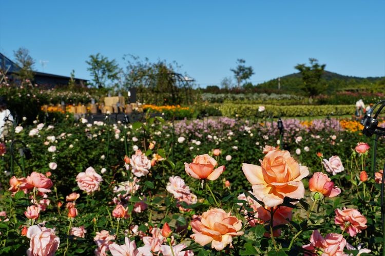 Tourist destination images of Ibaraki Flower Park(4)
