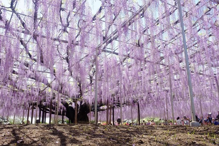 Ibaraki Flower Park