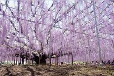 Tourist destination images of Ibaraki Flower Park(1)