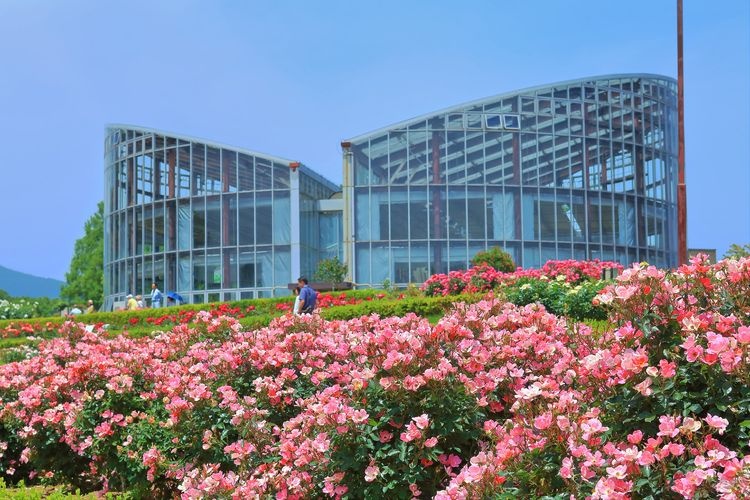 Tourist destination images of Ibaraki Flower Park(2)