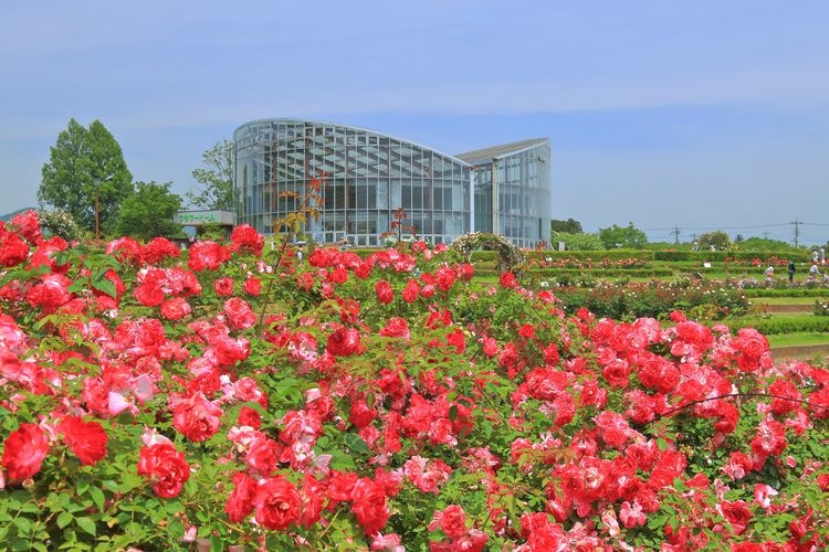 Tourist destination images of Ibaraki Flower Park(2)