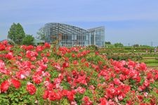 Tourist destination images of Ibaraki Flower Park(2)