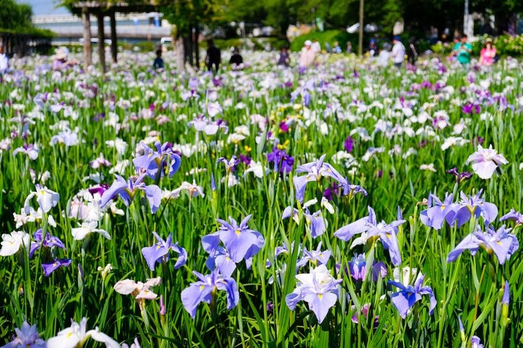 Tourist destination images of Suigo Cho-shi Ayame Garden(3)