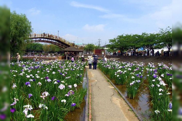 水鄉潮來菖蒲園的觀光地圖片(2)