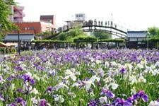 Tourist destination images of Suigo Cho-shi Ayame Garden(4)