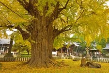 Tourist destination images of Daijizō Banna-ji Temple(7)