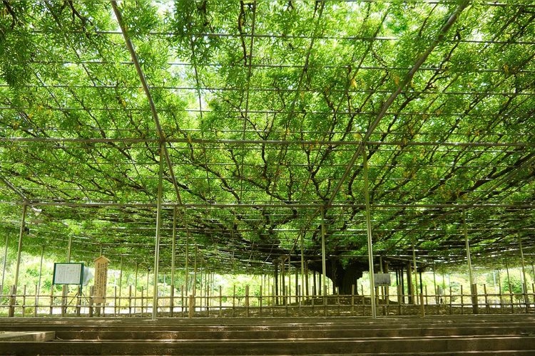 Ashikaga Flower Park