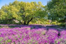 あしかがフラワーパークの観光地画像(2)