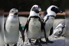 Tourist destination images of Nasu Animal Kingdom(2)