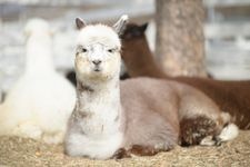 Tourist destination images of Nasu Animal Kingdom(1)