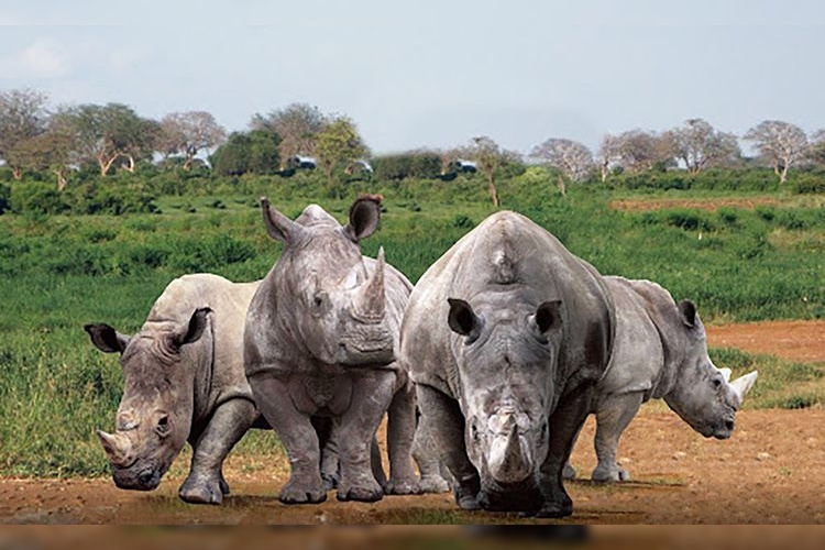 Nasu Safari Park