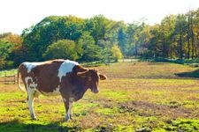 Tourist destination images of Nasu Highland Minamigaoka Farm(2)