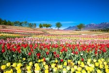 Tourist destination images of Nasu Flower World(1)