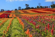 Tourist destination images of Nasu Flower World(2)