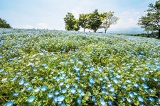 Tourist destination images of Nasu Flower World(4)