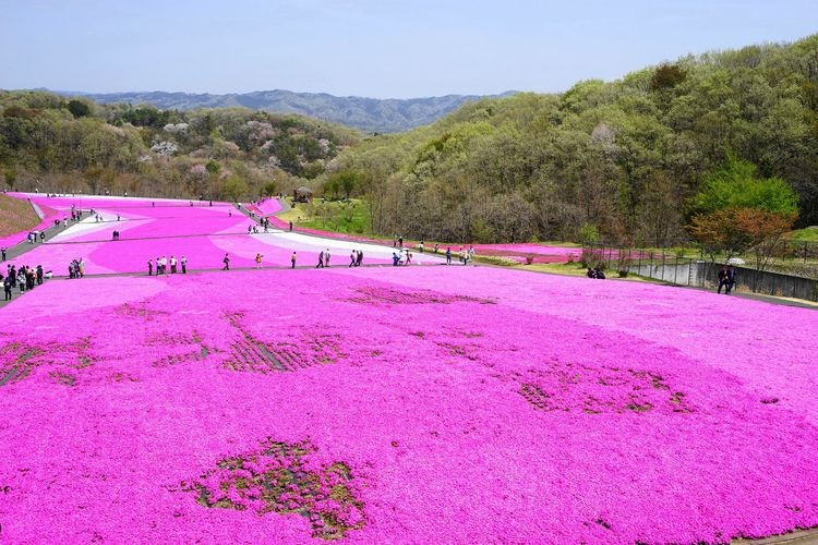 Ichikai-machi Shibazakura Park