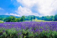 たんばらラベンダーパークの観光地画像(1)