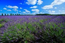 たんばらラベンダーパークの観光地画像(2)