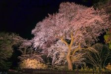 Tourist destination images of Numata Park (Numata Castle Ruins)(4)