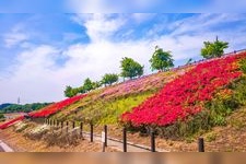 Tourist destination images of Ota Shibazakura Festival(1)