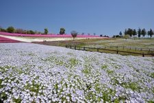 Tourist destination images of Ota Shibazakura Festival(3)