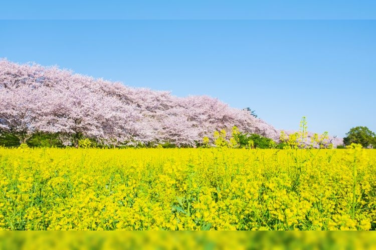 Tourist destination images of Gongen-do Cherry Blossom Embankment(3)
