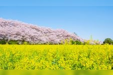 Tourist destination images of Gongen-do Cherry Blossom Embankment(3)